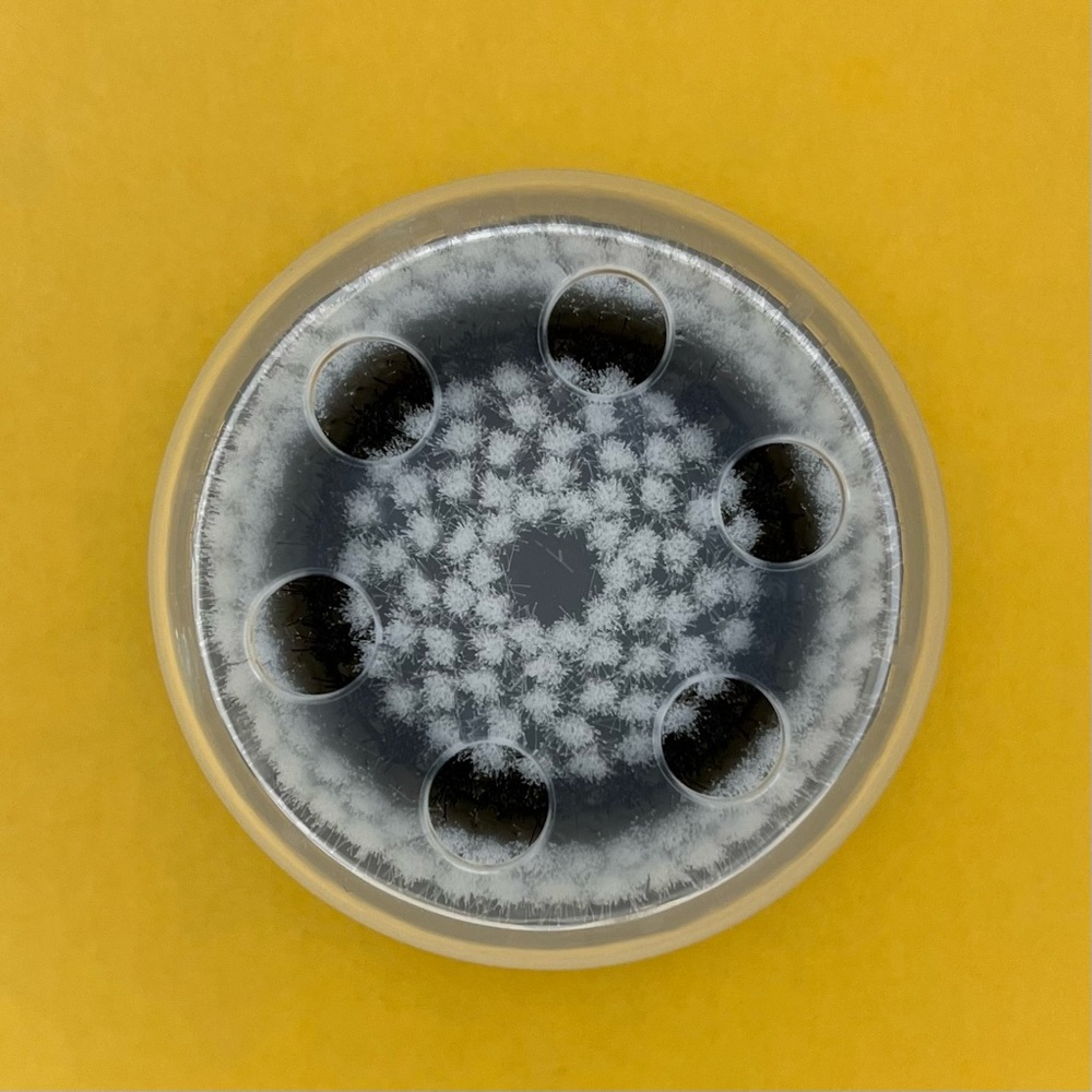 Clarisonic Normal Cleansing Facial Brush Head Replacement